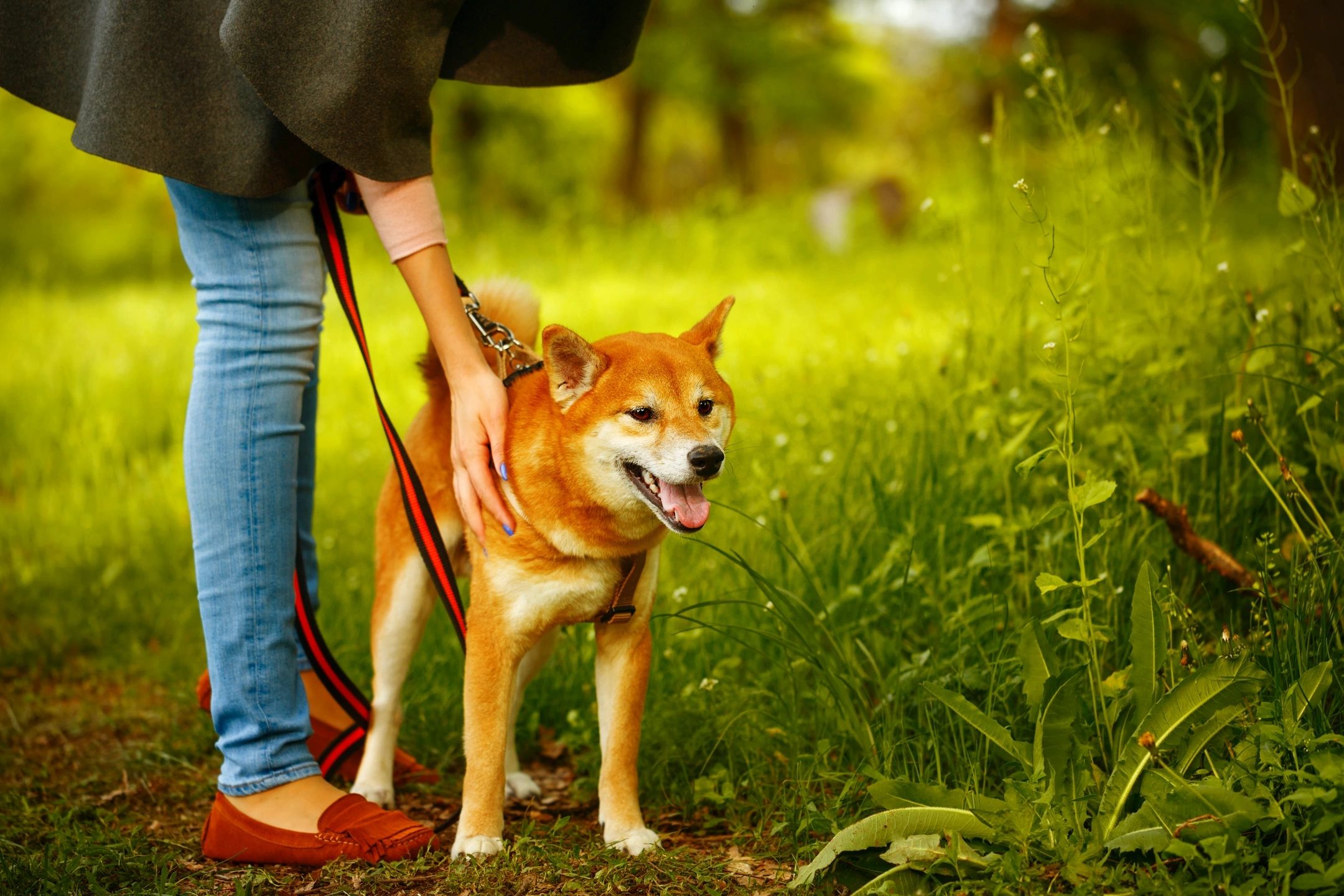 My Journey as a Paws 4 Thought One-to-One Dog Trainer