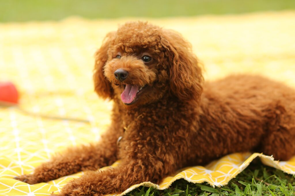 One-to-one personalised dog training session
